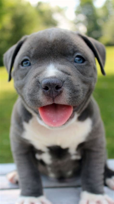 blue nose bully pitbull puppies sale|purebred blue nose pitbull puppies.